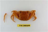 藏品(長趾方蟹)的圖片